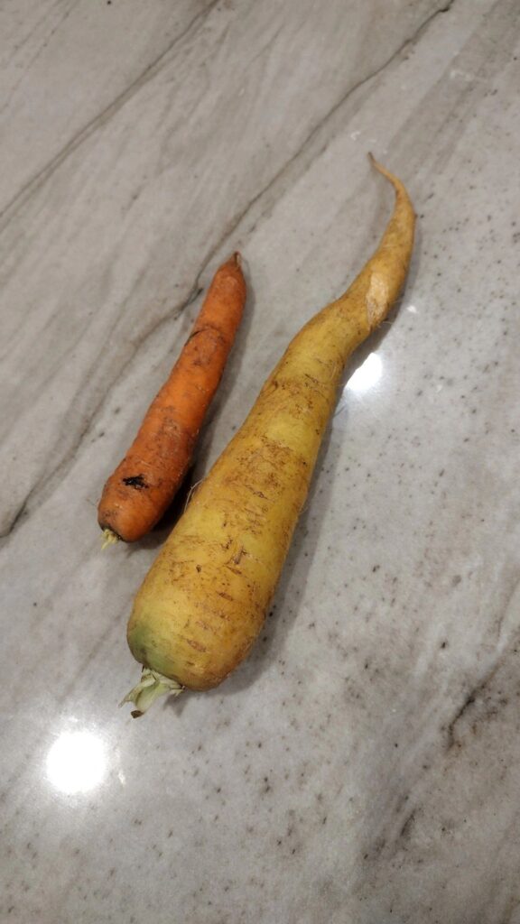 Two carrots on a faux-marble tabletop, one traditionally orange in color, the other really yellow in contrast.